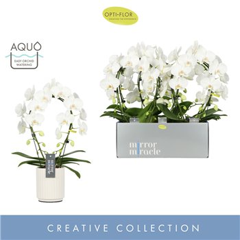 Orhideja Phalaenopsis mirror miracle aurora wit 2 stems arc in white molise aquo 50 cm fi12 cm Q4252