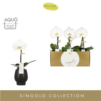 Orhideja Phalaenopsis wit Singolo - Tosha - 1 flower - Abruzzo Black Aquo 40 cm fi9 cm Q4260