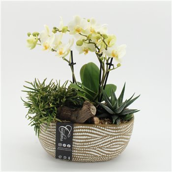Orhideja Phalaenopsis PHAL-2502 Orhideja Phalaenopsis creatie 3 pp 40 cm fi25 cm Q4638
