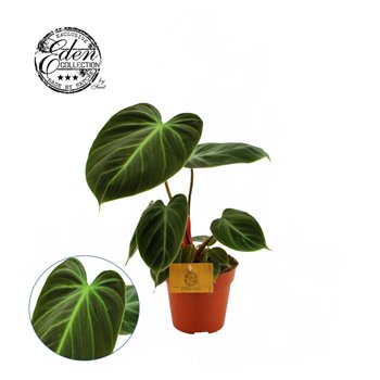 Philodendron choco red 30 cm fi12 cm Q4754