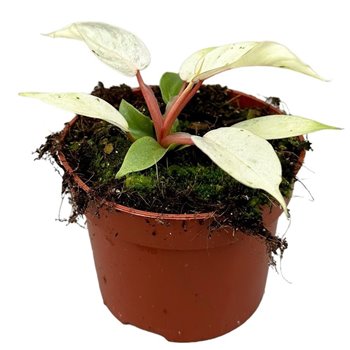 Philodendron snowdrift 15 cm fi10.5 cm Q4768