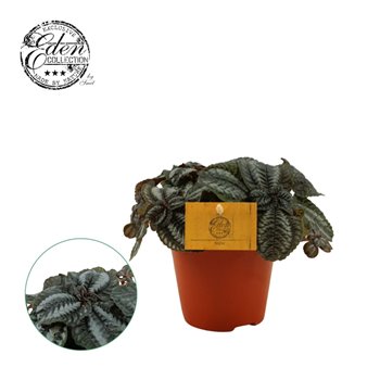 Pilea norfolk 20 cm fi12 cm Q4811