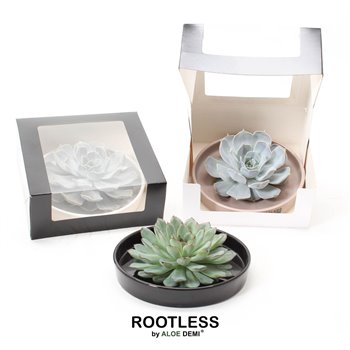 Nasad Sukulente rootless echeveria mix in panda bowl in black box 21 cm fi21 cm Q5225