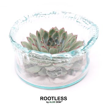 Nasad Sukulente rootless echeveria pulidonis in green glass 12 cm fi18 cm Q5246
