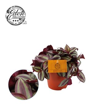 Tradescantia zebrina purpusii 10 cm fi12 cm Q5433