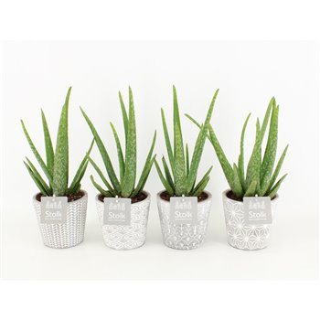 Aloe vera in star pot 35 cm fi13 cm Q322