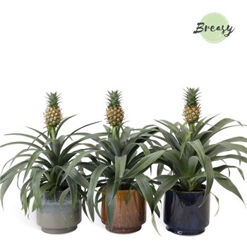 Ananas mi amigo Classic Corsica ceramic 40 cm fi13 cm Q358
