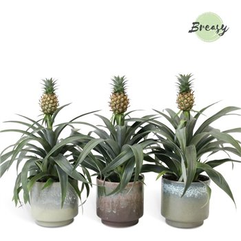 Ananas mi amigo Green Corsica ceramic 40 cm fi13 cm Q359
