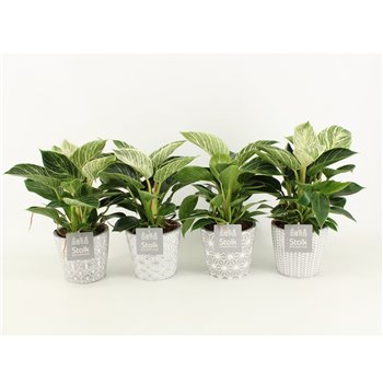 Philodendron in star ceramic 35 cm fi13 cm Q944