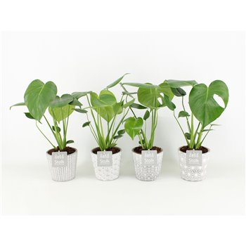 Monstera deliciosa in star pot 40 cm fi13 cm Q945