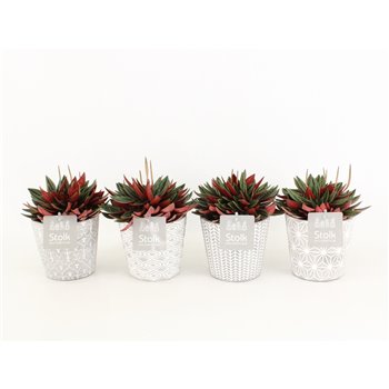 Peperomia caperata rosso in star pot 30 cm fi13 cm Q972