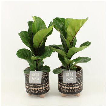 Fikus lyrata in maya pot 35 cm fi13 cm Q973