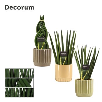 Taščin jezik - Sanseveria cylindrica mix in liam nature world decorum 35 cm fi12 cm Q1646