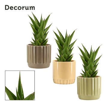 Taščin jezik - Sanseveria temple crown in liam nature world decorum 27 cm fi12 cm Q1692