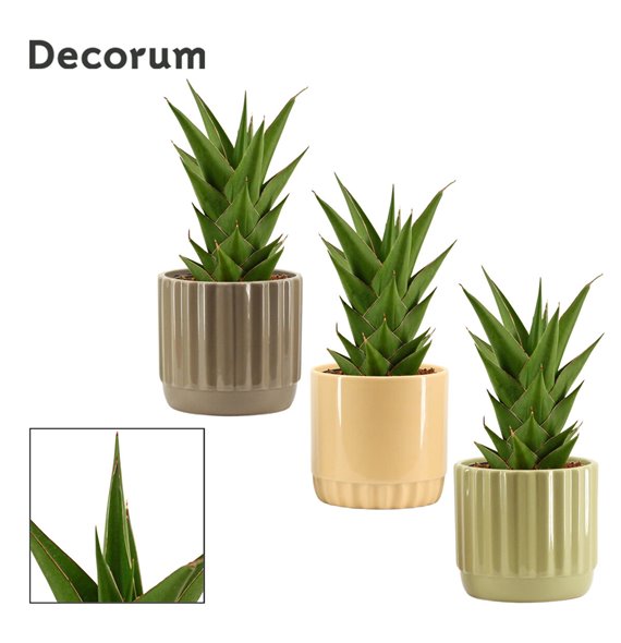 Taščin jezik - Sanseveria temple crown in liam nature world decorum 27 cm fi12 cm Q1692 Taščin jezik - Sanseveria temple crown in liam nature world decorum 27 cm fi12 cm Q1692