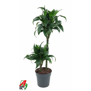 Dracena fragrans tatuade 45-15 90 cm fi19 cm Q2413