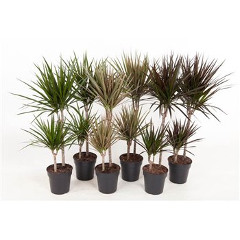 Dracena mix 45-15 100 cm fi19 cm Q2415