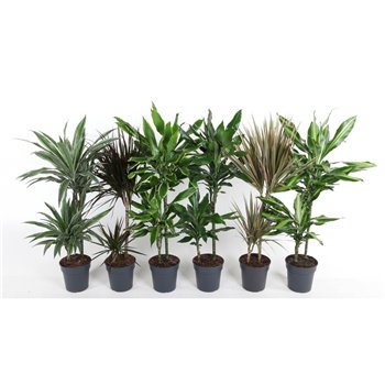Dracena mix 45-15 90 cm fi19 cm Q2435
