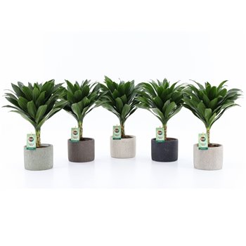 Dracena fragr  janet craig Compacta on stem in Classic Stone 40 cm fi14 cm Q2576