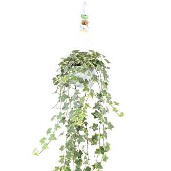 Hedera helix goldchild 17pp - 80-90cm Rank - Hangpot XXL 100 cm fi17 cm Q2998