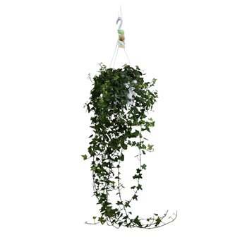 Hedera anna helix 17pp - 90-100cm Rank - Hangpot XXL 90 cm fi17 cm Q2999
