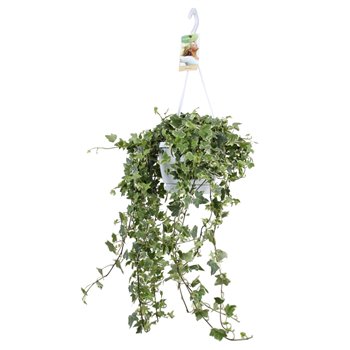 Hedera helix eva 17pp - 90-100cm Rank - Hangpot XXL 80 cm fi17 cm Q3004