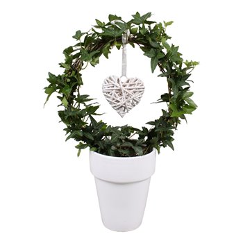 Hedera helix green 9pp - 40-45cm Rank - arc  ceramic + Hart deco 40 cm fi13 cm Q3018