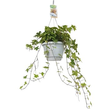 Hedera helix mix geel bont 17pp - 40-45cm Rank - Hangpot basic 40 cm fi17 cm Q3021