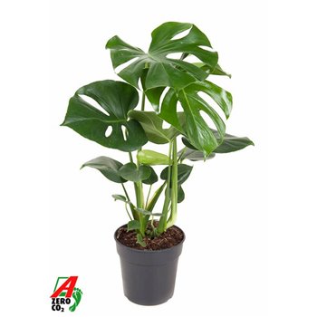 Monstera deliciosa 70 cm fi19 cm Q3617