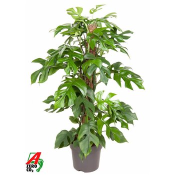 Monstera minima mosstok 80 cm fi19 cm Q3621