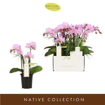 Orhideja Phalaenopsis multiflora roze Botanico Nolina pink 3spike 35 cm fi9 cm Q4041
