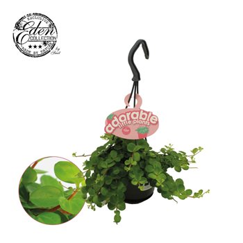 Peperomia rotundifolia hp 15 cm fi10.5 cm Q4598
