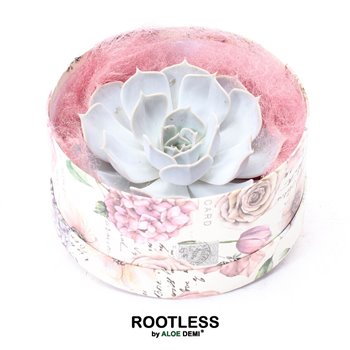 Nasad Sukulente rootless echeveria lilacina in love box for table 17 cm fi16 cm Q5268