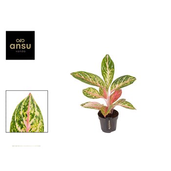 Aglaonema cocomelon 45 cm fi12 cm Q124