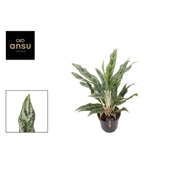 Aglaonema greyhound 35 cm fi12 cm Q126