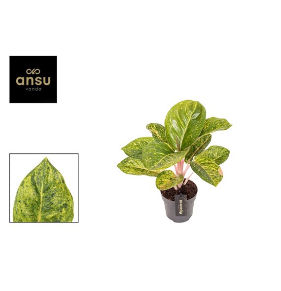Aglaonema apple green 35 cm fi12 cm Q164 Aglaonema apple green 35 cm fi12 cm Q164
