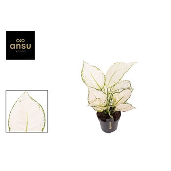 Aglaonema white joy 35 cm fi12 cm Q191