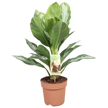 Aglaonema silver bay 50 cm fi17 cm Q202