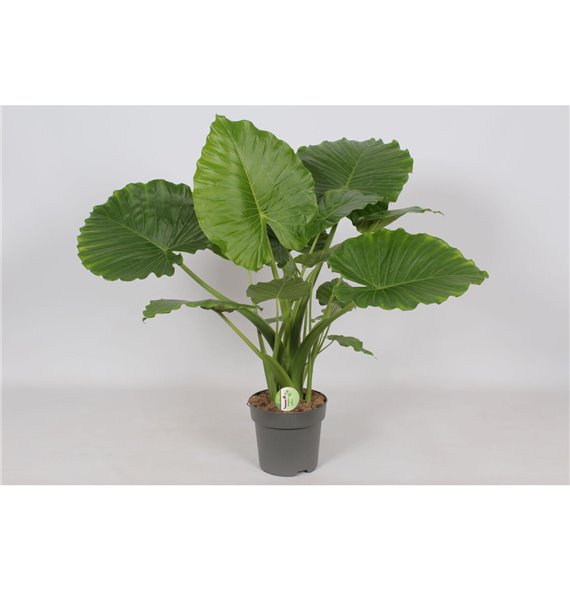 Alokazija gageana Alokazija Gageana California 1 pp 85 cm fi21 cm Q221 Alokazija gageana Alokazija Gageana California 1 pp 85 cm fi21 cm Q221