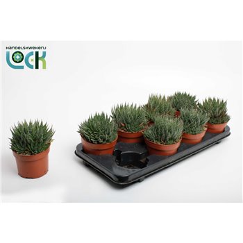 Aloe aristata 20 cm fi12 cm Q271