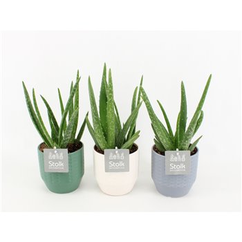 Aloe vera 35 cm fi13 cm Q275