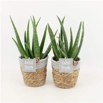 Aloe vera in Košara 30 cm fi13 cm Q288