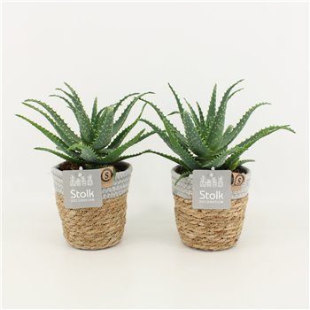 Aloe arborescens in Košara 30 cm fi13 cm Q294