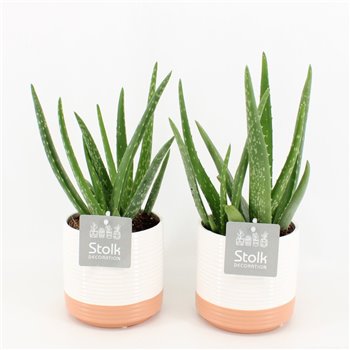 Aloe vera in milou ceramic 35 cm fi13 cm Q300