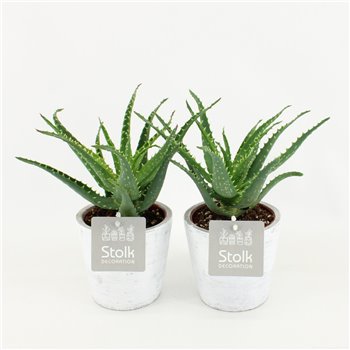 Aloe arborescens in whitewash pot 20 cm fi11 cm Q305
