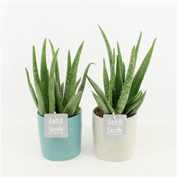 Aloe vera in tess ceramic 30 cm fi13 cm Q306