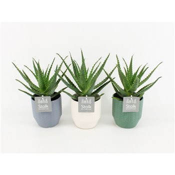 Aloe arborescens in expression ceramic 30 cm fi13 cm Q310