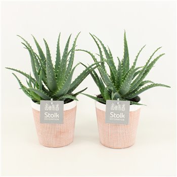 Aloe arborescens in pure terracotta 35 cm fi13 cm Q311