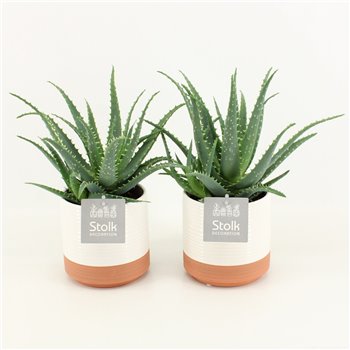 Aloe arborescens in milou ceramic 30 cm fi13 cm Q312