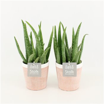 Aloe vera in terracotta pot 35 cm fi13 cm Q313